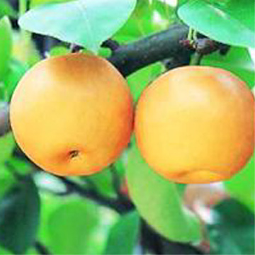 Songshui Pears
